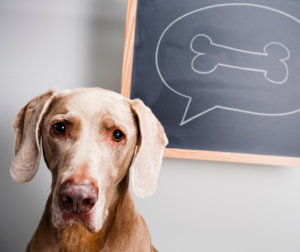 Why Do We Give Pets Nicknames