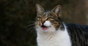 Heimlich Maneuver for Cats What to Do if Your Cat Is Choking